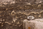 Toad. Zion National Park.